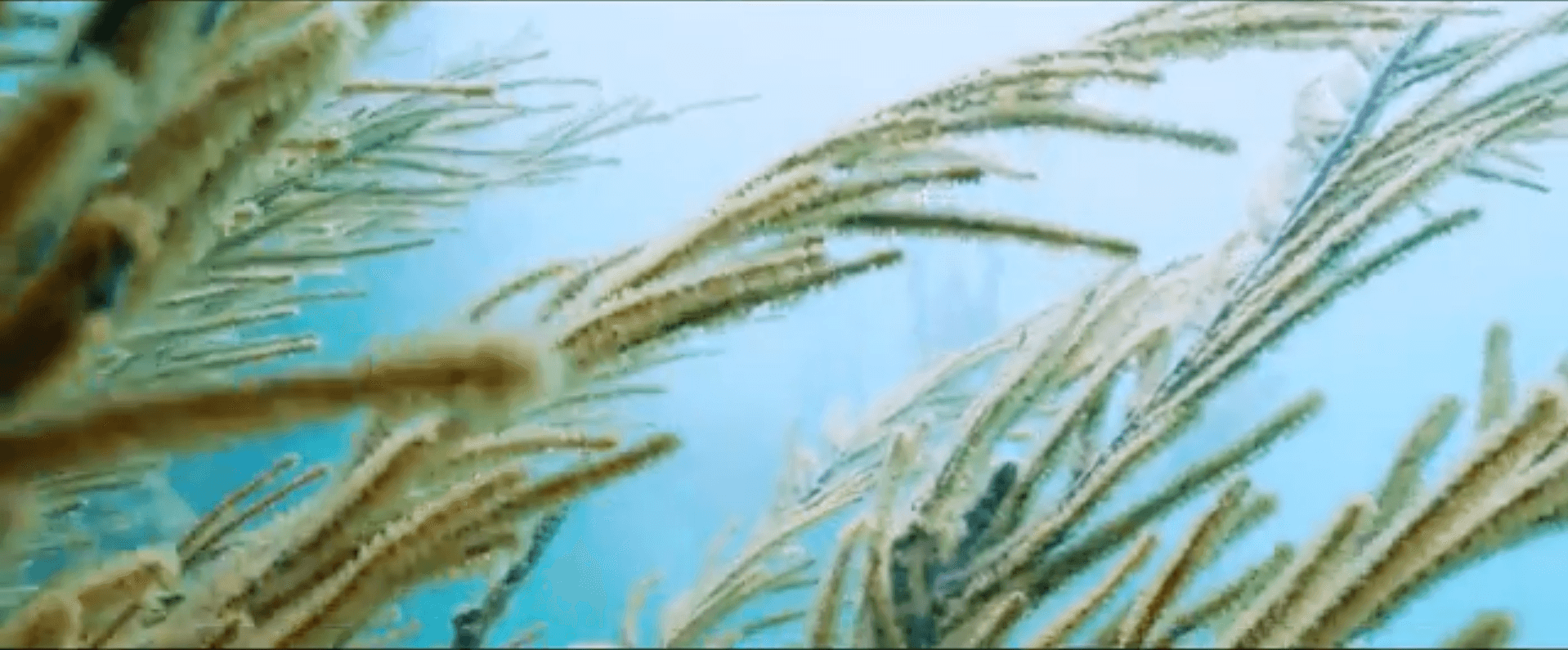 Granito de Arena — film still 2